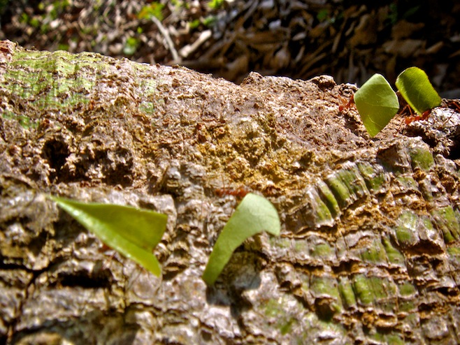GUA El Remate Ants